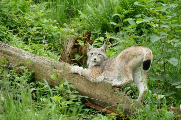 Alternativer Wolf- und Bärenpark Schwarzwald